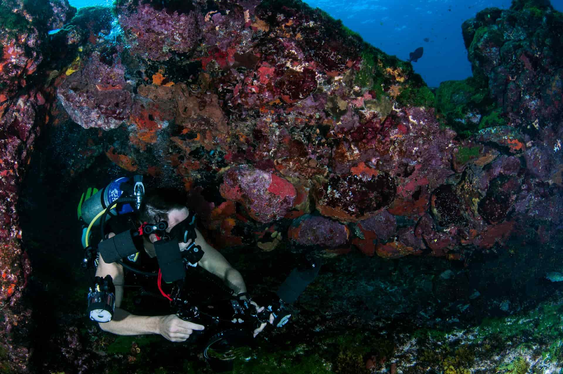 A diver photographing a coral reef underwater